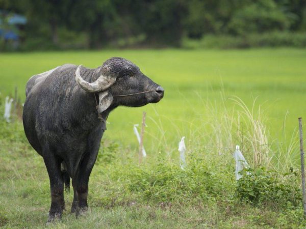 Buffle asiatique