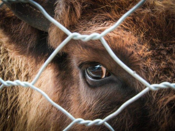 Belmo chez une vache et des veaux