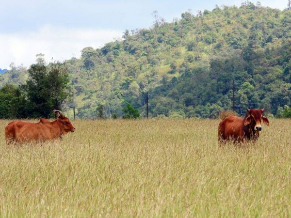 Race de vaches Bestuzhevskaya