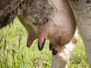 Maladies et plaies de la mamelle chez les vaches