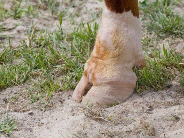 Maladies des sabots chez les vaches