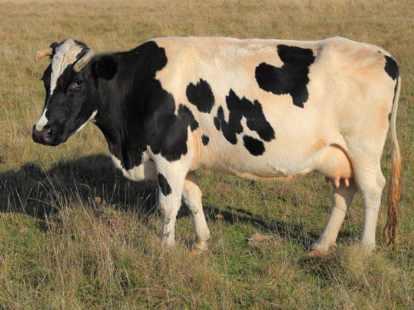 Maladies des vaches et des taureaux