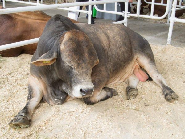 Inséminateur de taureau