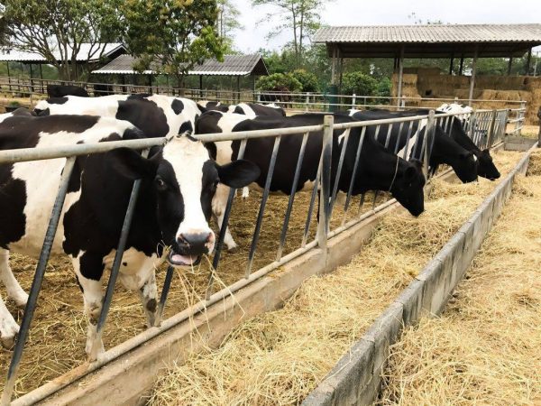 Race de vaches en noir et blanc