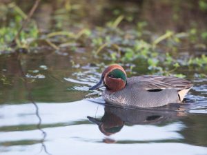 Duck Teal síp