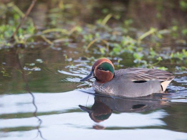 Pasipiko ng Duck Teal