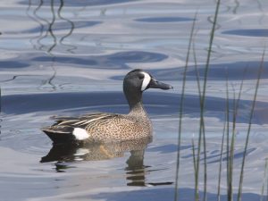 Teal cracker