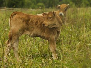 Deproteinizovaná hemoderivácia teľacej krvi