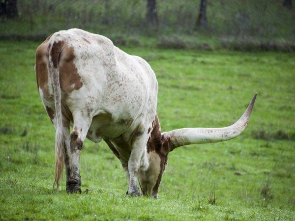 Taureaux et vaches sauvages