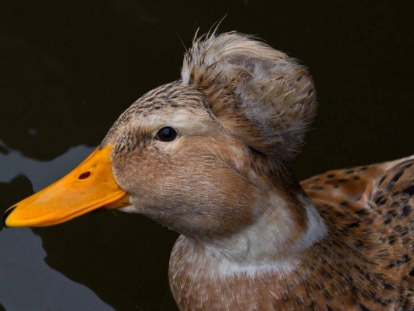 Crested pato