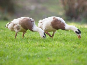 Duck Indian Runner