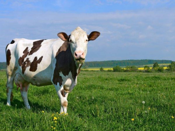 A tehén megfelelő futtatása ellés előtt