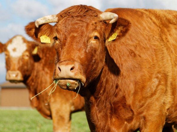 Comment démarrer l'estomac d'une vache