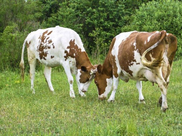 La vache n'est pas couverte