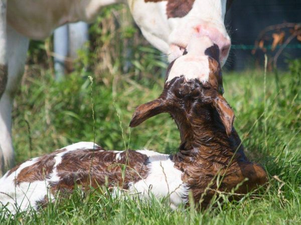 Vache après le vêlage