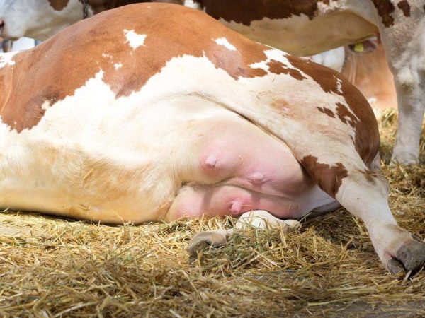 Mastitis in cows