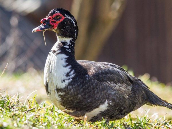 Muscovy pato