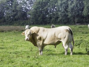 Races de viande de taureaux et de vaches