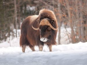 Polar musk ox