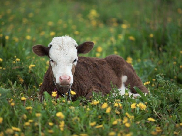 Pourquoi le veau ne tient pas debout