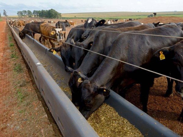 Bols et mangeoires pour vaches