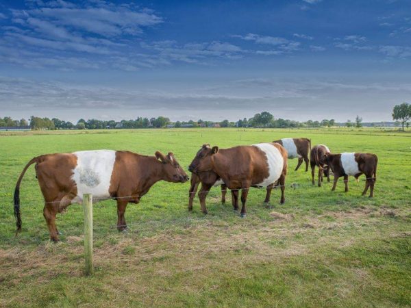 Parésie chez une vache après le vêlage