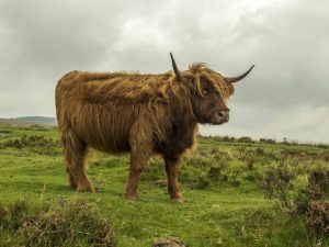 Lahi ng Highland cow