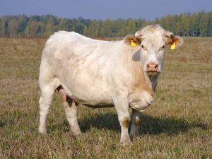 Plemeno kráv charolais