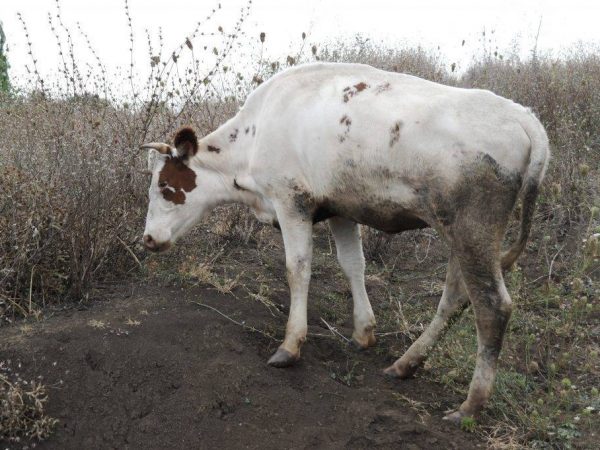 Dudorok a tehén testén