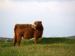 Scottish cow