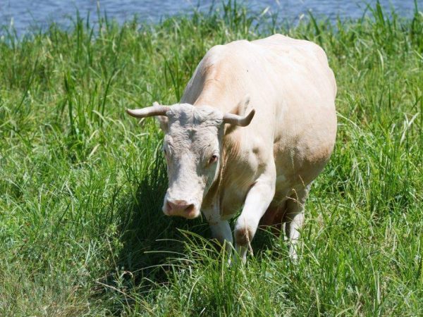 Combien de temps dure la gestation d'une vache?