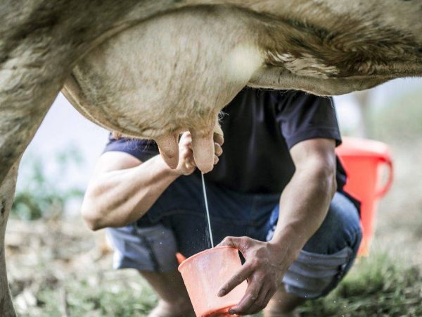 Combien de lait une vache donne-t-elle par jour