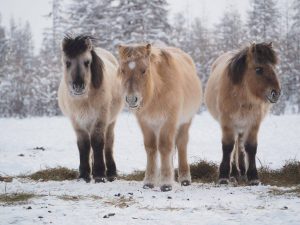 Jakutské plemeno krav