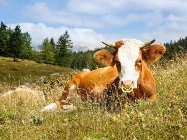 Fièvre aphteuse chez une vache