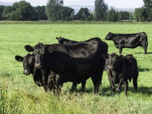 Aberdeen Angus lahi ng mga baka