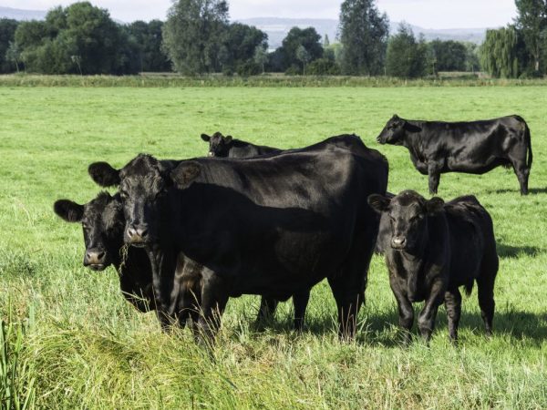 Race de vaches Aberdeen Angus