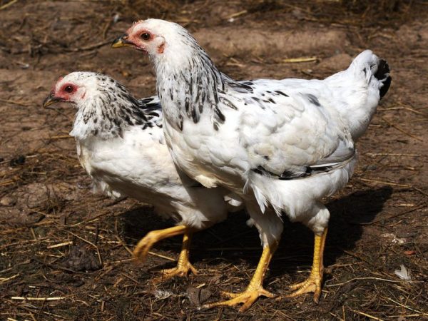 Adler silver race de poulets