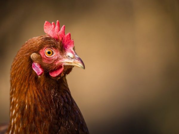 ASD para sa mga manok at broiler