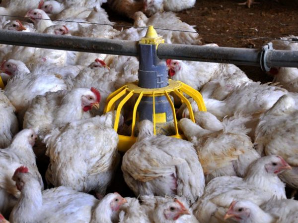 Mangeoire automatique pour poulets