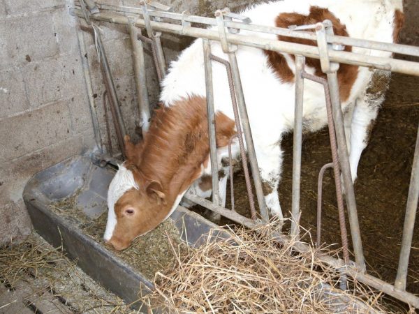 A borjak fehér izombetegsége