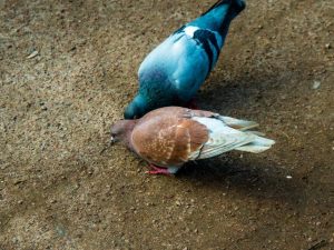 Newcastle disease sa mga kalapati