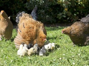 Mga Manok na Brama