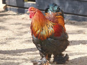 Mga manok ng lahi ng Brama Partridge