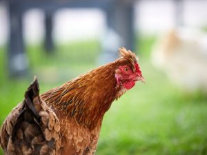 Mga manok ng lahi ng Brown