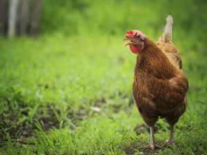 Mga manok ng lahi ng Brown Nick