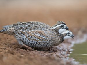 Quail brooder