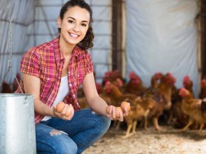 Ano at paano pakainin ang manok upang magdala sila ng maraming itlog