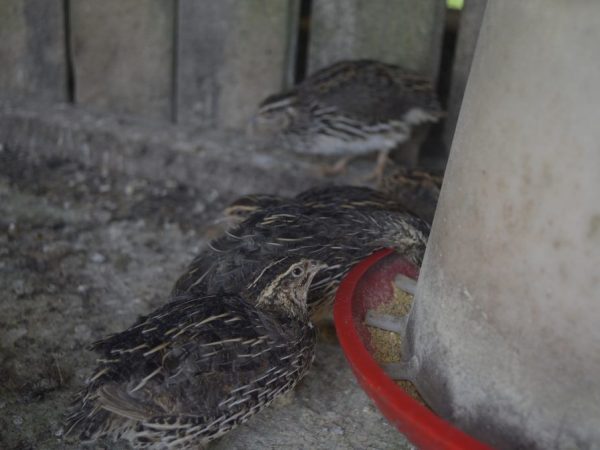 Paano pakainin ang pugo sa bahay