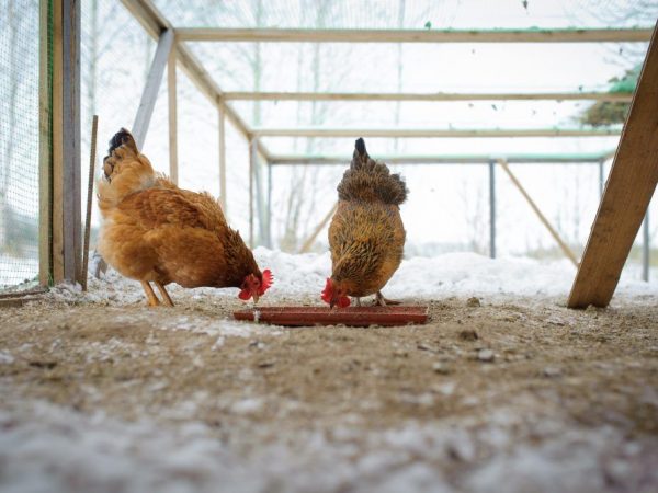 Paano pakainin ang pagtula ng mga hen sa taglamig