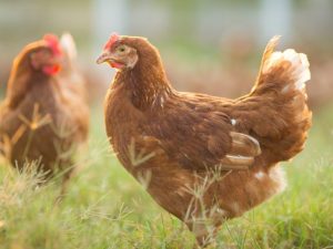 Ang mga manok ay bumahin at humihilot